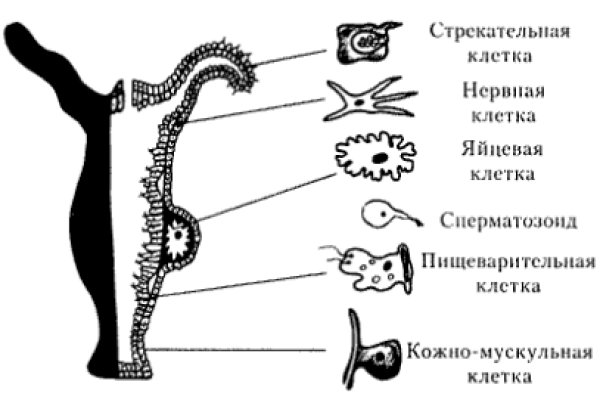 Кракен в россии наркотик